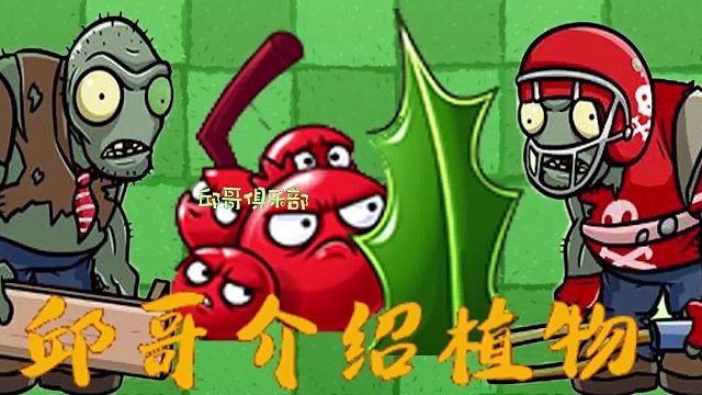 047邱哥介绍植物：植物大战僵尸之冬青骑士！