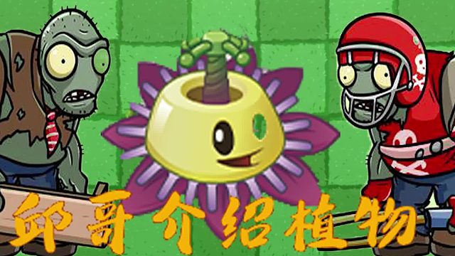 051邱哥介绍植物：植物大战僵尸之番莲工程师！