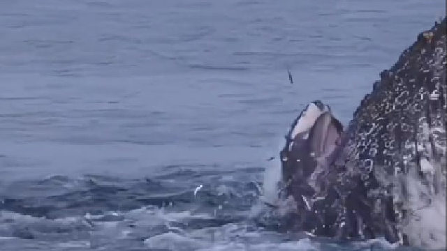 鲸吞四海，这是要与海鸥接吻吗