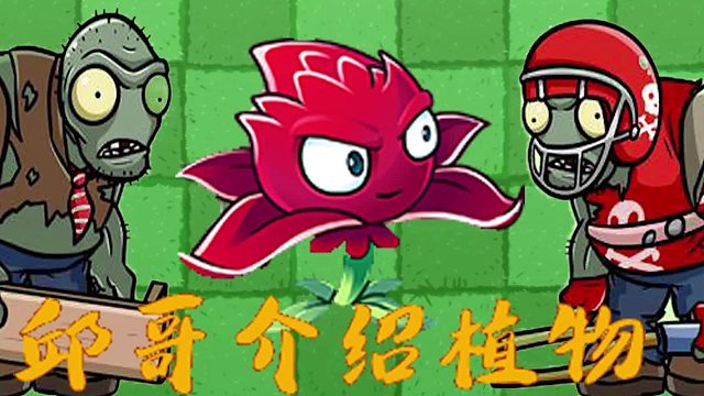 060邱哥介绍植物：植物大战僵尸之红针花！