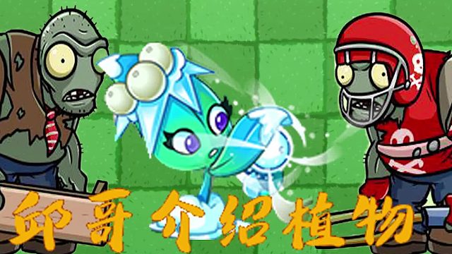062邱哥介绍植物：植物大战僵尸之槲寄冰仙子！
