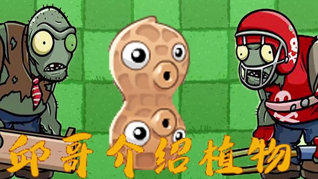 063邱哥介绍植物：植物大战僵尸之花生射手！