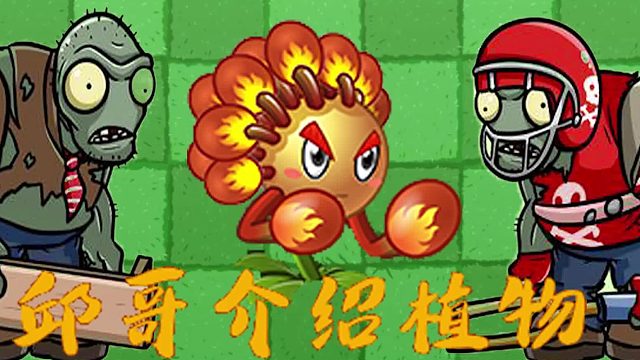 068邱哥介绍植物：植物大战僵尸之火柴花拳手！