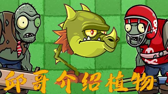 071邱哥介绍植物：植物大战僵尸之火龙草！