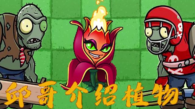 073邱哥介绍植物：植物大战僵尸之火焰花女王！