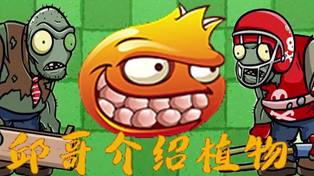 075邱哥介绍植物：植物大战僵尸之机枪石榴！