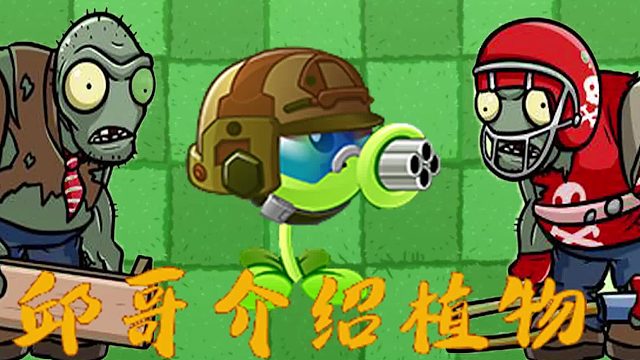 076邱哥介绍植物：植物大战僵尸之机枪豌豆！