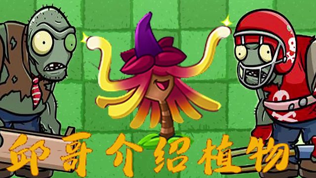 080邱哥介绍植物：植物大战僵尸之金缕梅女巫！