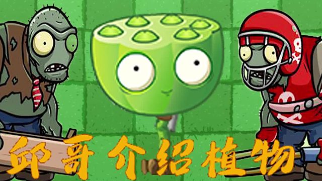 091邱哥介绍植物：植物大战僵尸之莲小蓬！