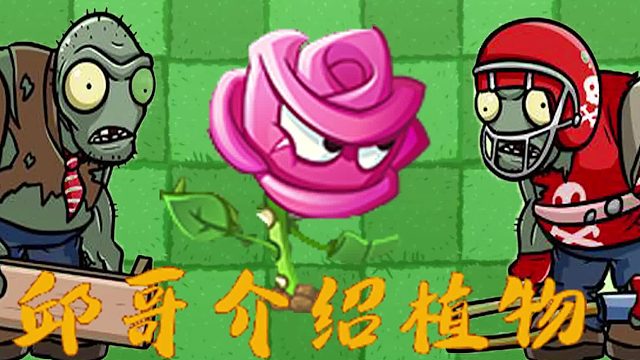 104邱哥介绍植物：植物大战僵尸之玫瑰剑客！