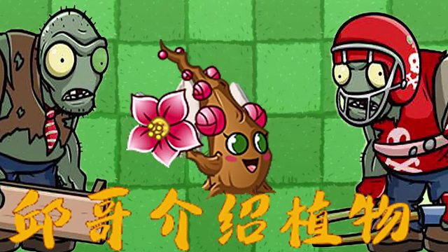 105邱哥介绍植物：植物大战僵尸之梅小美！