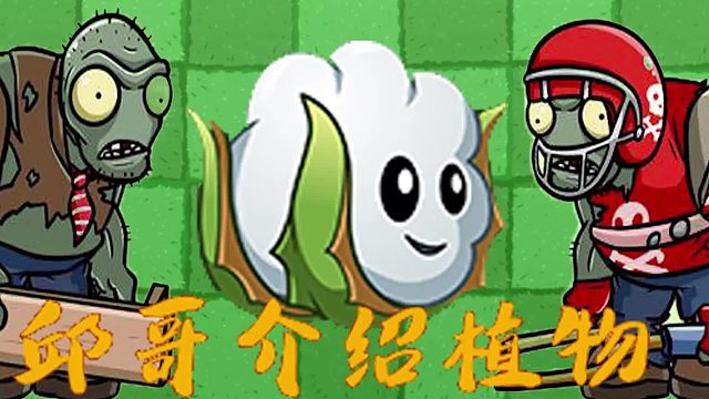 108邱哥介绍植物：植物大战僵尸之棉小雪！