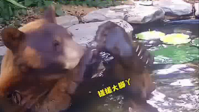 国外网友给动物们弄了个水池，简直太欢乐了