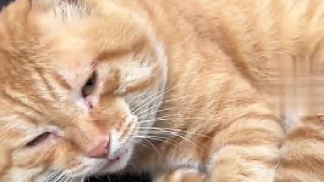 流浪大橘在电瓶车上睡觉，被小姐姐唤醒，撒娇不肯起