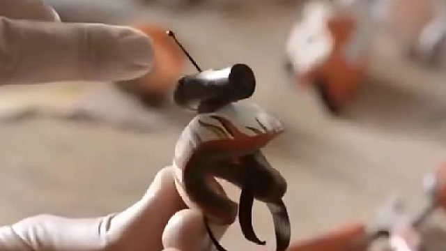 传说中的摄像鸡