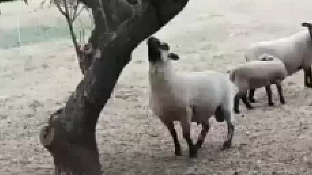 难怪能进十二生肖