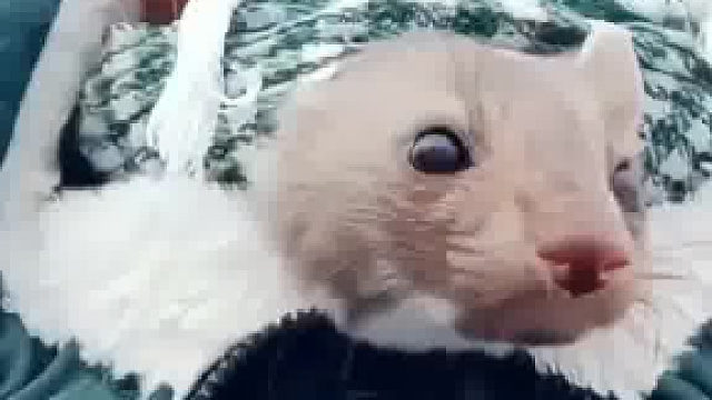 国外小姐姐郊游中救助了只被遗弃的小鼬，好心收养后还给小姐姐带来特殊惊喜