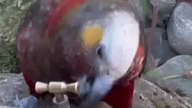 高素质鸟，还会关水龙头