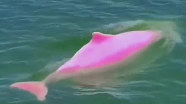 粉色海豚，见者好运