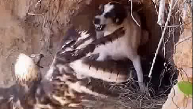 老鹰强占狗窝，老鹰太凶，母狗太怂