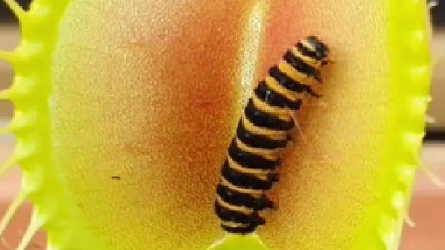 捕蝇草的陷阱并不完美，一些天赋异禀的毛毛虫还是能轻易逃脱