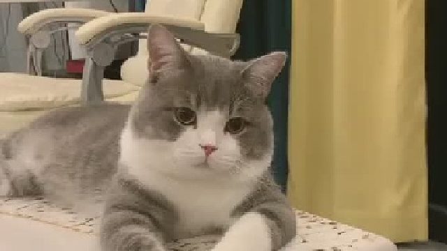 难得今天土豆这么乖