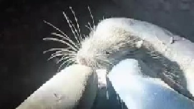 有谁知道老鼠对一个矿工来说意味着什么_