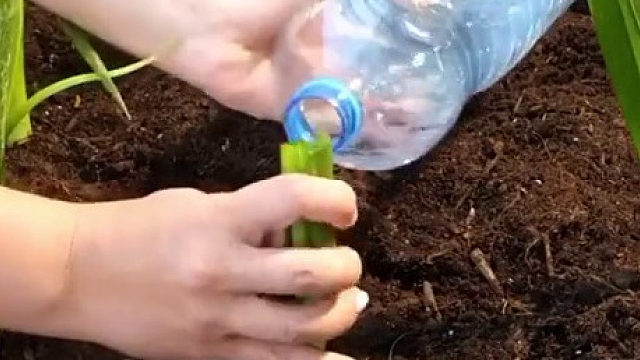 种植绿植小窍门儿