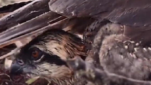 母爱（保护它的孩子免受恶劣天气影响）