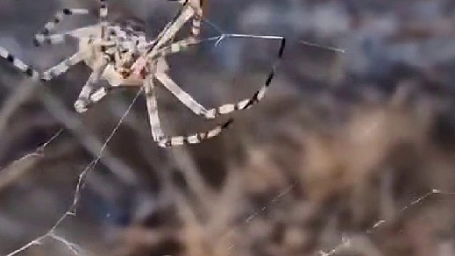 蜘蛛：在网上你还得练