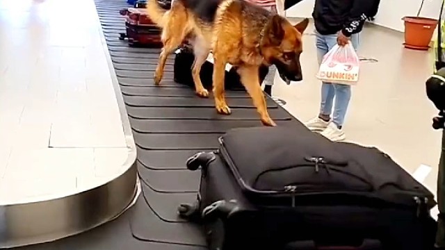 人类最忠诚的朋友