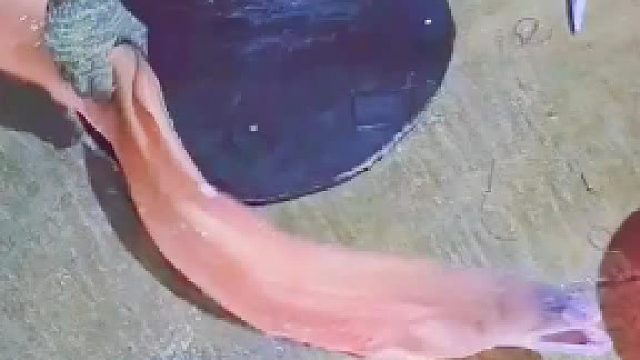 阿姨50年刀工都搞不定这条鳗鱼