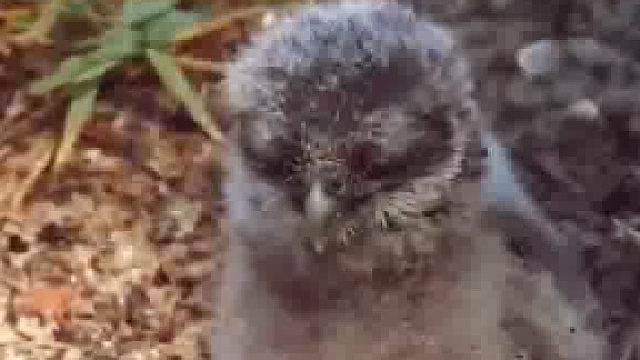 爸爸在挖洞盖房子，小宝宝，看热闹要躲远点呀