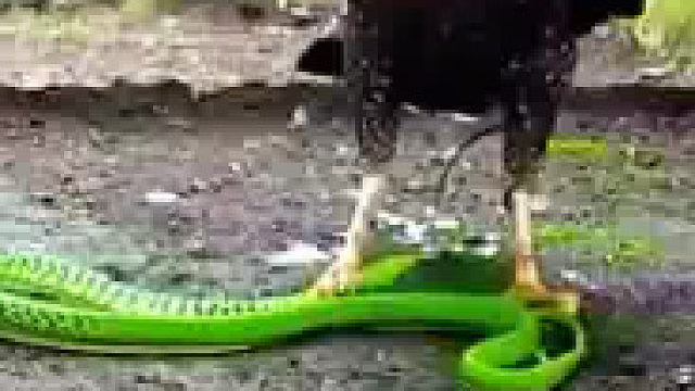 这就是天生的血脉压制吗