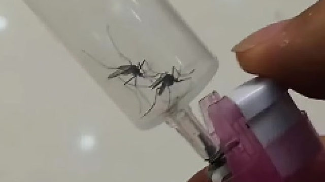 蚊子怎么也没想到自己会煤气中毒