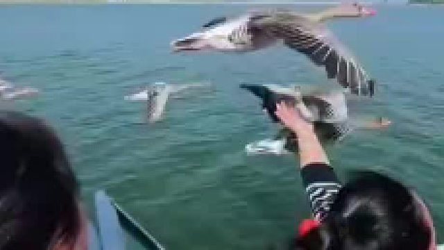 有一只大雁偷懒了……