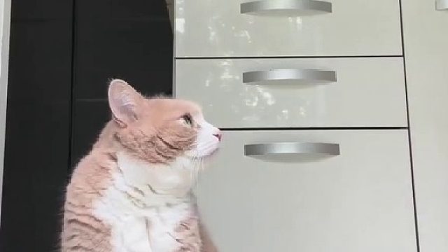 猫：一点眼力见都没有吗？