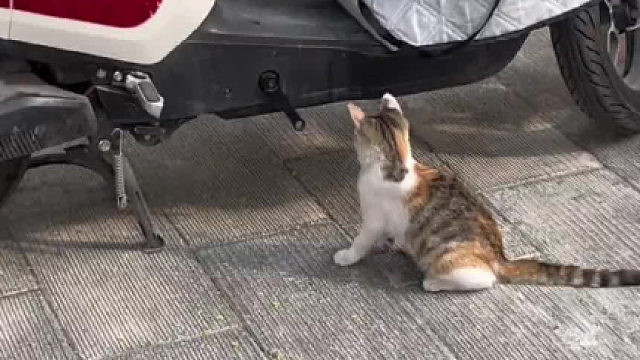 猫咪真可爱呀，像个小孩子