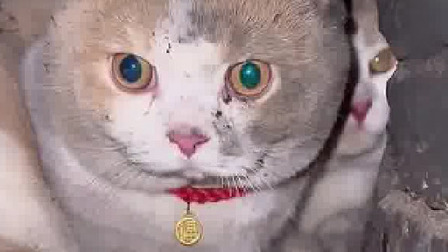 猫：都给你打双闪了，你咋还捅咕我