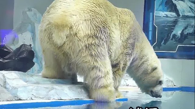 北极熊：试探一下水温。嗯，凉快！玩具：走你