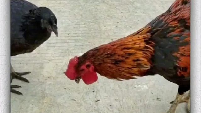 公鸡佯攻，母鸡偷袭，独龙斗不过双凤