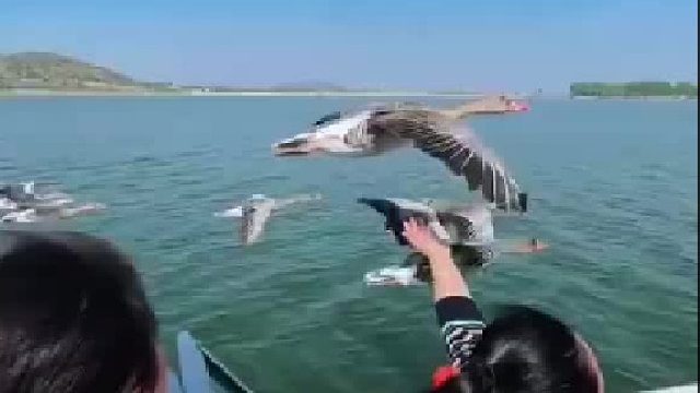 很明显，有一只大雁偷懒了… ​​​