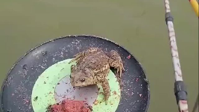 青蛙：吃不完，根本吃不完。