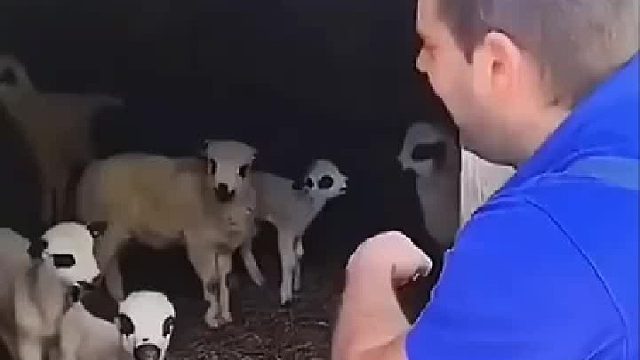 这羊都了不起，外语杠杠的