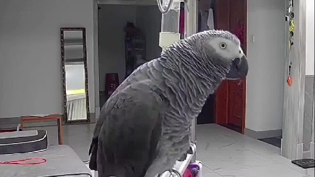 主人的小秘密都被碎嘴鹦鹉暴露了……