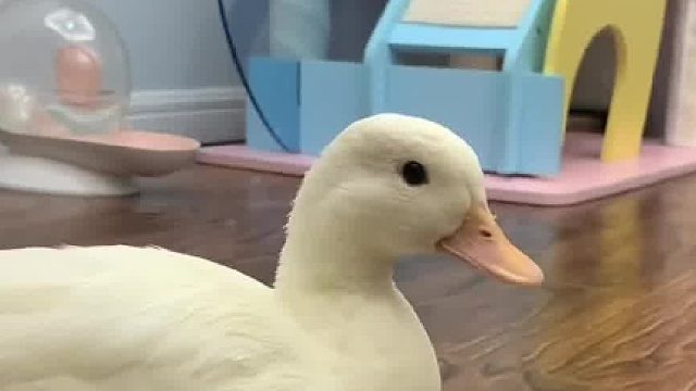 小马扎准备好了 就等着下蛋了！