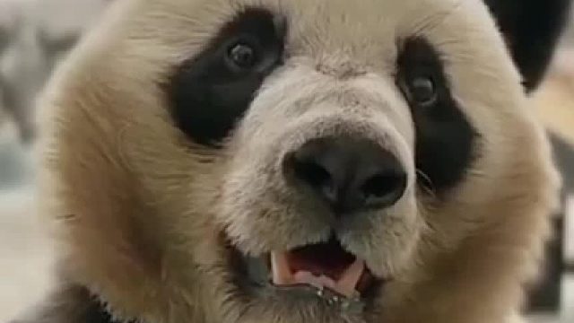 这么大的笋，大熊猫看的口水都淌出来了