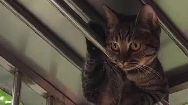 一天天的心脏都玄乎了，生怕给掉下去，看来我多虑了，牛逼