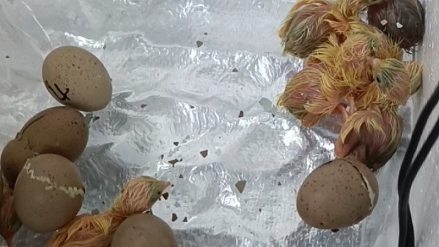 又鸟诞生记芦丁鸡