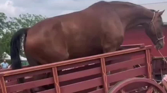 用马驱动的农机，这个设计好古怪哦……